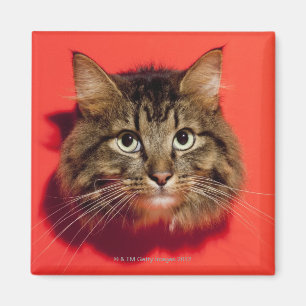 Imán Gato de Saiberian