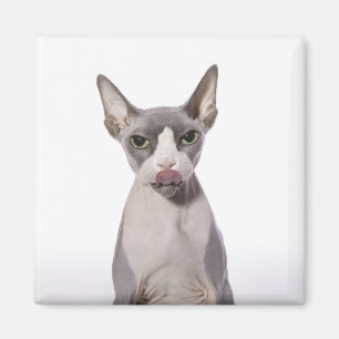 Imán Gato de Sphynx con la lengua hacia fuera