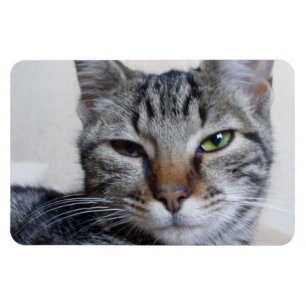 Imán Gato de Tabby