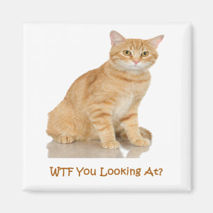 Imán Gato de Tabby anaranjado