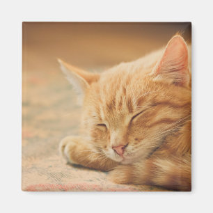 Imán Gato de Tabby anaranjado el dormir
