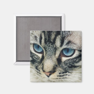 Imán Gato de Tabby con ojos azules