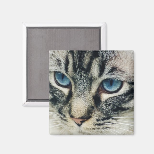Imán Gato de Tabby con ojos azules (Anverso/Reverso)