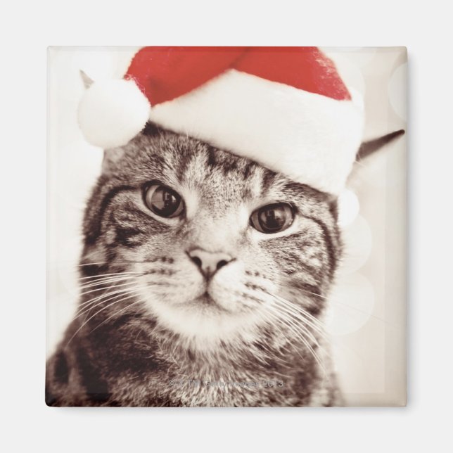 Imán Gato de tabby doméstico con gorra de Navidades roj (Frente)