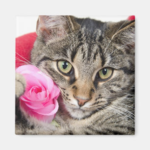 Imán Gato de Tabby lindo con el rosa