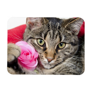 Imán Gato de Tabby lindo con el rosa