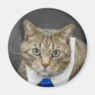 Imán Gato de tabby marrón de ojos verdes lindo que
