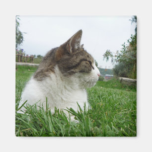 Imán Gato de Tabby que se relaja en la hierba