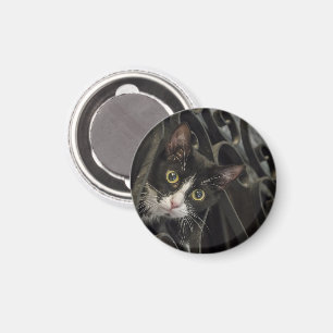 Imán Gato de Tuxedo topando a través de la cerca de hie