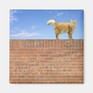 Imán Gato del jengibre que se coloca en la pared de