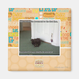 Imán Gato del sótano, ligeramente desorientado