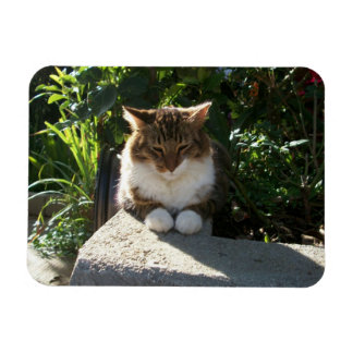 Imán Gato descansando en una pared