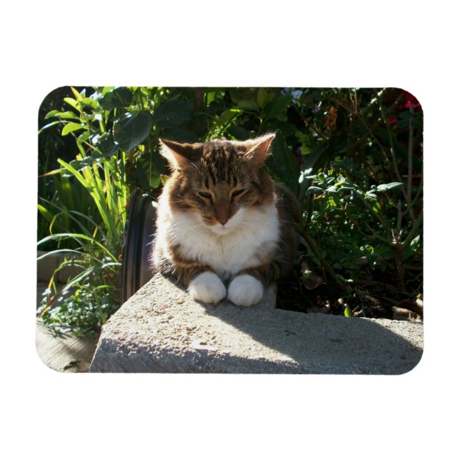 Imán Gato descansando en una pared (Horizontal)