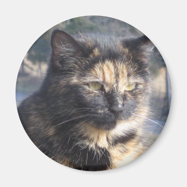 Imán Gato Digno (Frente)