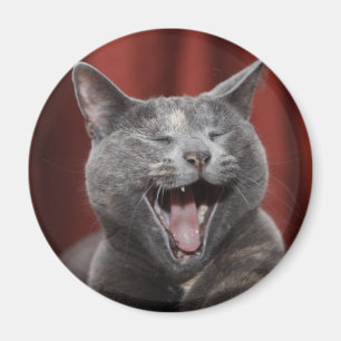 Imán Gato divertido