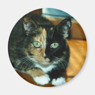 Imán Gato doble