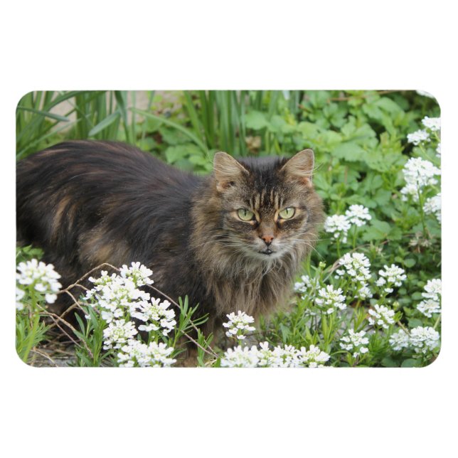 Imán Gato doméstico de larga duración (Horizontal)