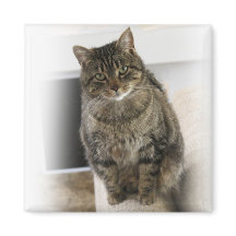 Gato dulce, lindo, simpático Magnet