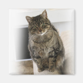 Imán Gato dulce, lindo, simpático Magnet