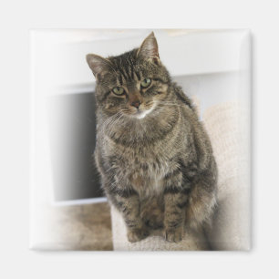 Imán Gato dulce, lindo, simpático Magnet