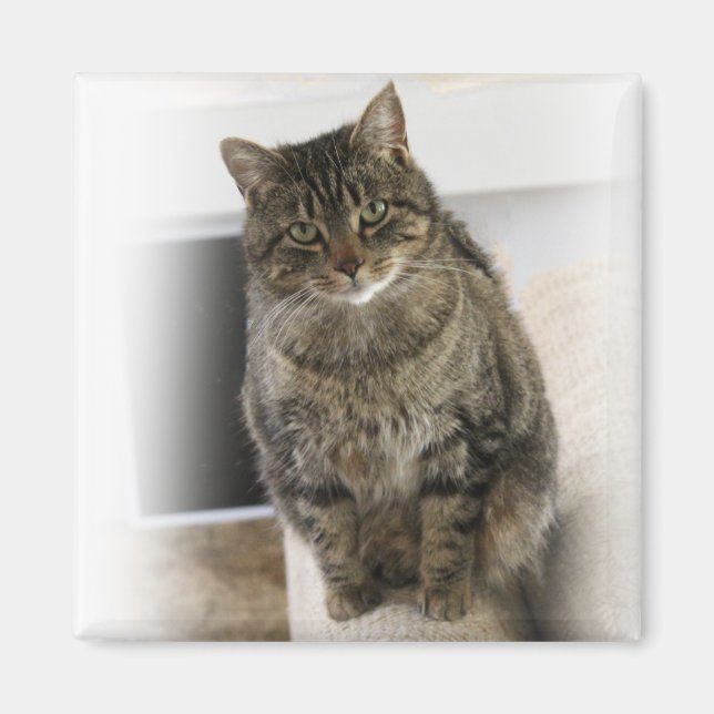 Imán Gato dulce, lindo, simpático Magnet (Frente)