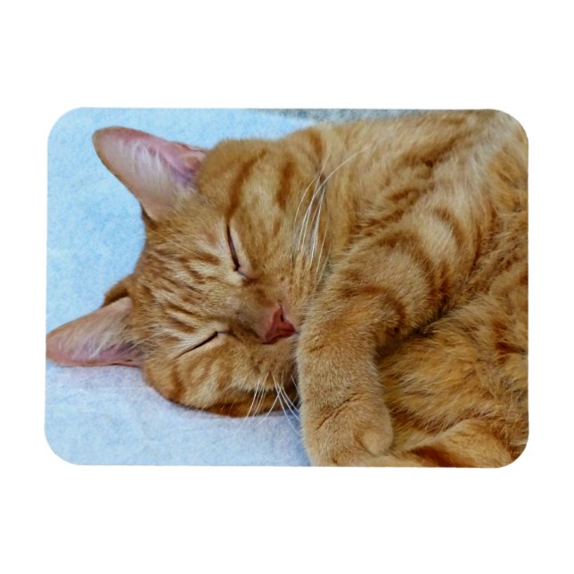 Imán Gato durmiente (Horizontal)