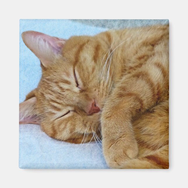 Imán Gato durmiente (Frente)