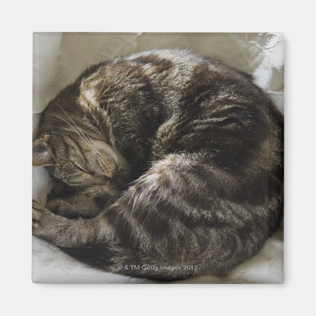 Imán Gato durmiente (Frente)