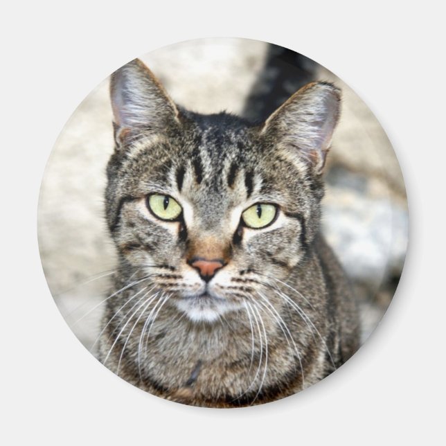 Imán Gato egipcio (Frente)