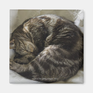 Imán Gato el dormir