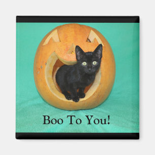 Imán Gato En Calabaza 2 Pulgadas De Magnet Square