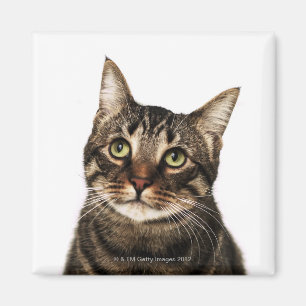Imán Gato en el fondo blanco 2