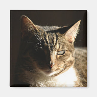 Imán gato en sombras