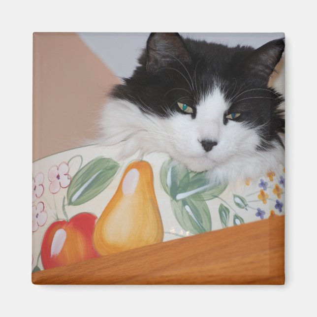 Imán Gato en un bol de frutas (Frente)