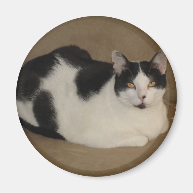 Imán Gato En Un Sofá (Frente)