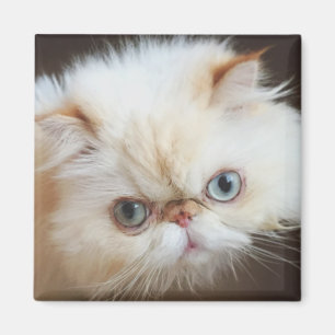 Imán Gato en una caja
