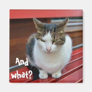 Imán Gato enojado