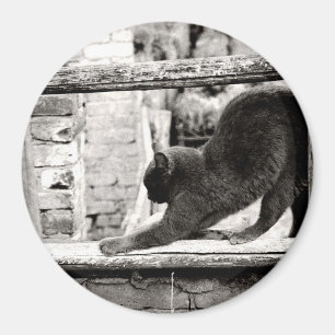 Imán gato estirándose