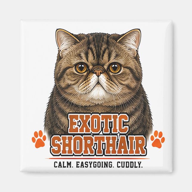Imán 🐾 Gato Exótico de Pelo Corto 🐾 (Frente)
