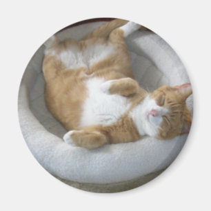 Imán Gato feliz