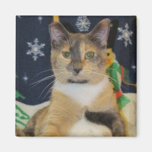 Imán Gato, gatito, navidad, rescate, foto