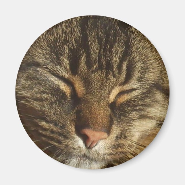 Imán Gato Gato Gato Gato Gato Magnet (Frente)