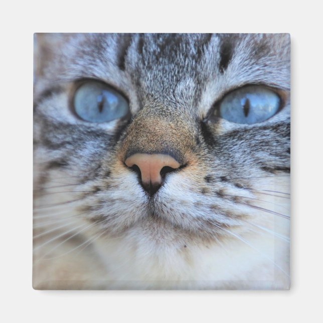 Imán Gato gris (Frente)