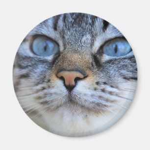 Imán Gato gris