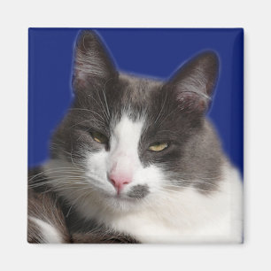 Imán Gato gris blanco de Casey