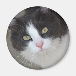 Imán gato gris bonito y blanco