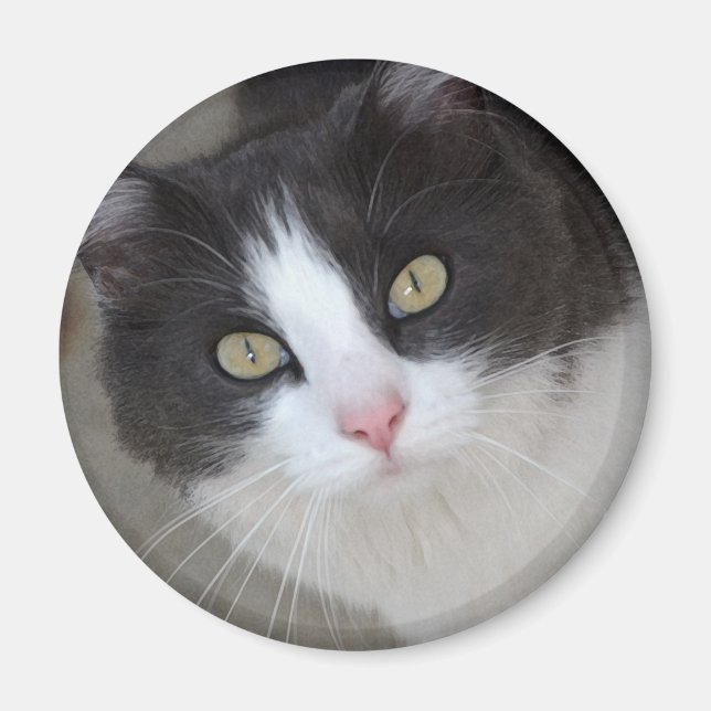 Imán gato gris bonito y blanco (Frente)