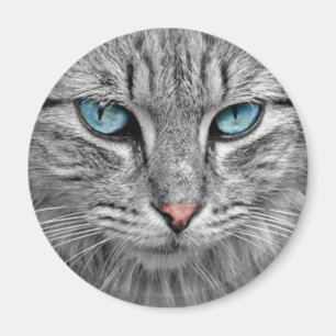 Imán Gato gris con ojos azules