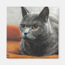 Imán Gato gris descansando con ojos naranjas