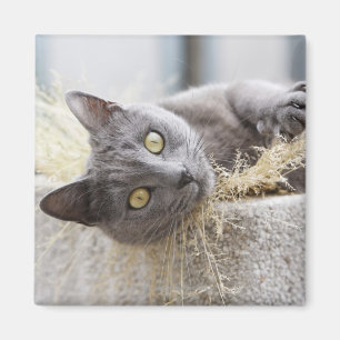 Imán Gato gris que miente en el pote, Olargues,